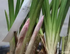 b站bv1kj411q77x置顶答案-比分数据